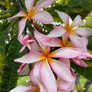 Meet your Posher, Cherlynn